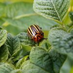 potato beetle, pest, beetle-582966.jpg